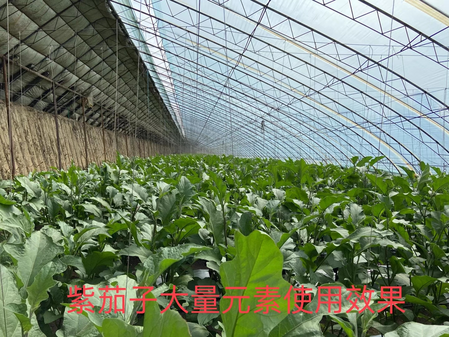 立杉水溶肥的效果怎么樣？看看在茄子上效果反饋