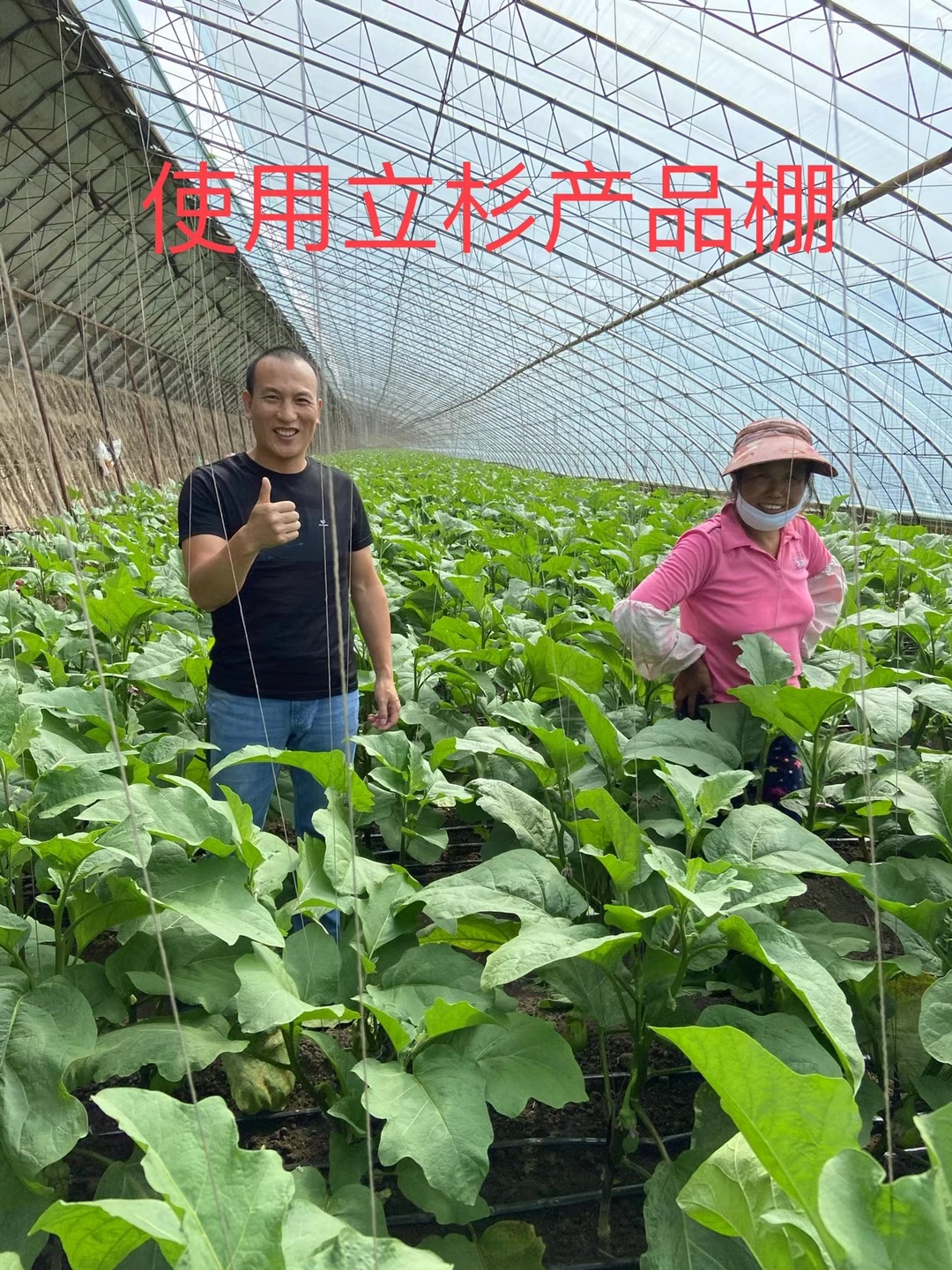 <a href=http://m.aguoyuan.com target=_blank class=infotextkey>上海立杉</a>水溶肥在北方暖棚茄子上的效果反饋2