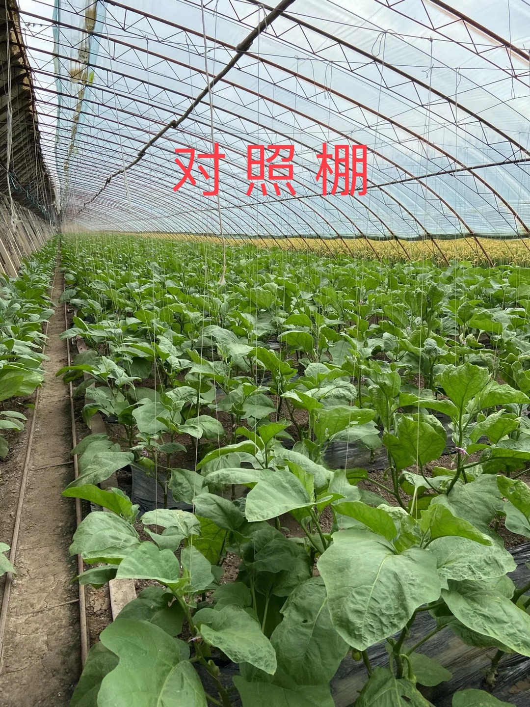 <a href=http://m.aguoyuan.com target=_blank class=infotextkey>上海立杉</a>水溶肥在北方暖棚茄子上的效果反饋3