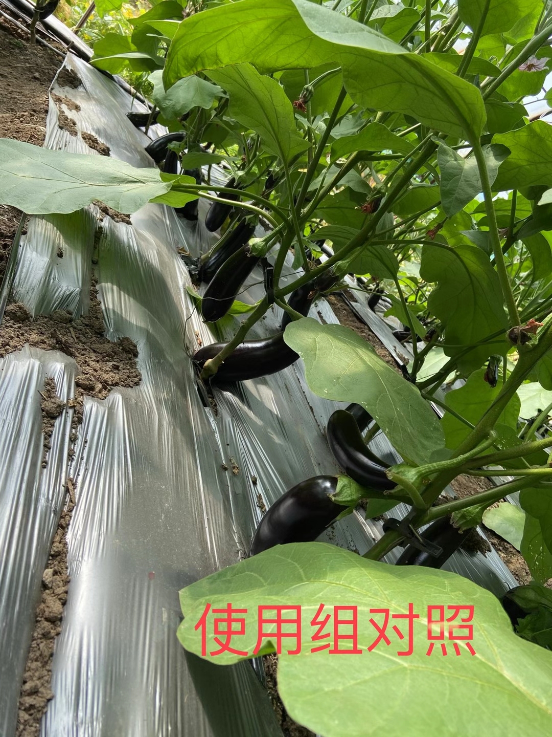 <a href=http://m.aguoyuan.com target=_blank class=infotextkey>上海立杉</a>水溶肥在北方暖棚茄子上的效果反饋5