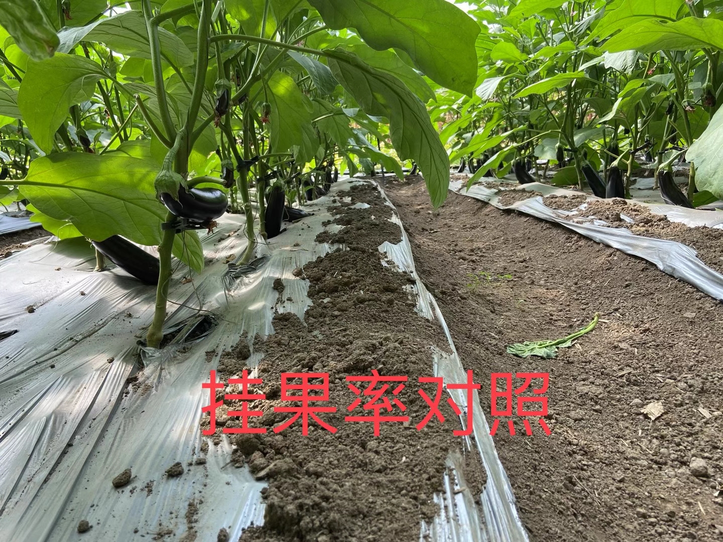 <a href=http://m.aguoyuan.com target=_blank class=infotextkey>上海立杉</a>水溶肥在北方暖棚茄子上的效果反饋4