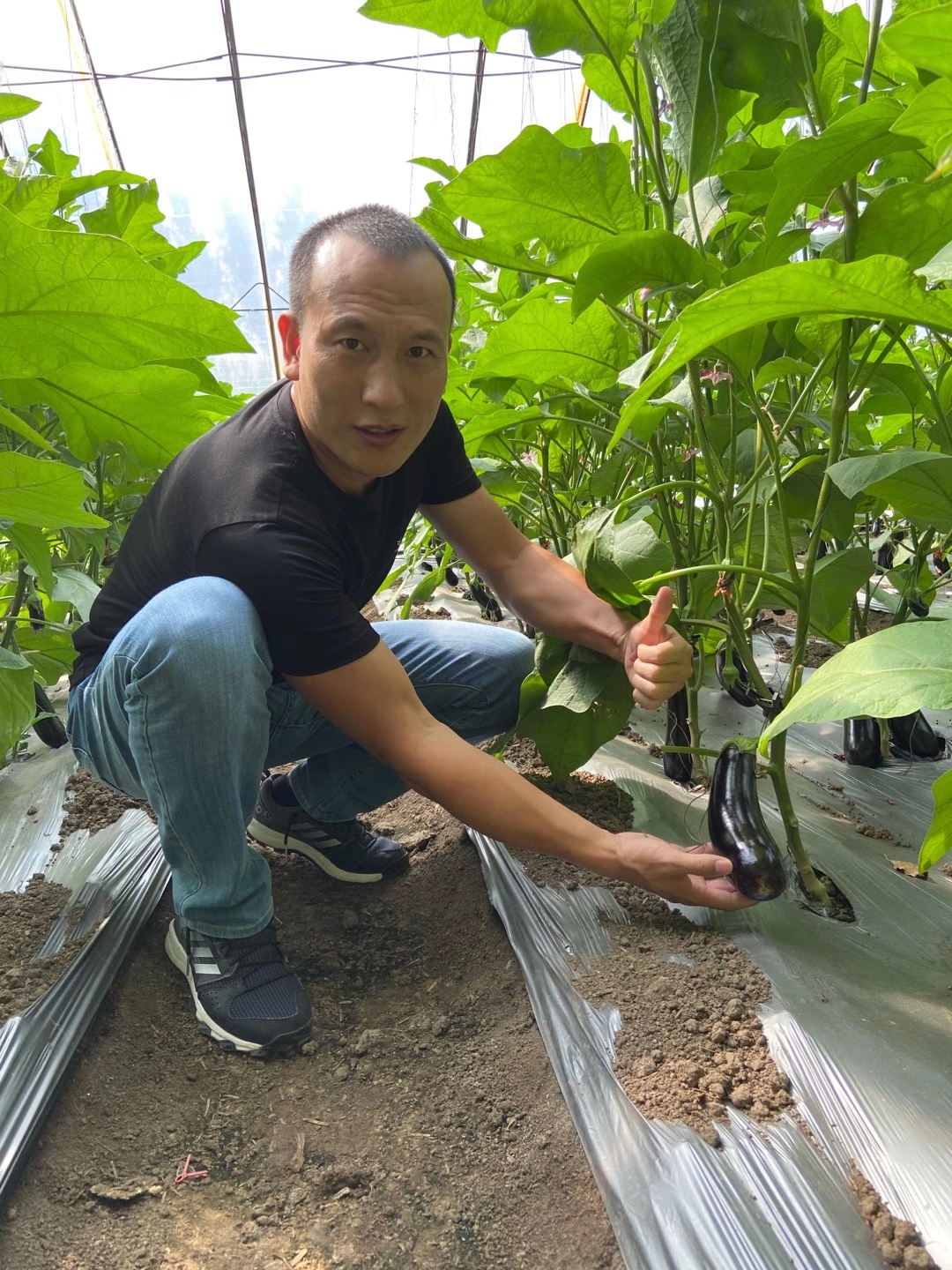 <a href=http://m.aguoyuan.com target=_blank class=infotextkey>上海立杉</a>水溶肥在北方暖棚茄子上的效果反饋6